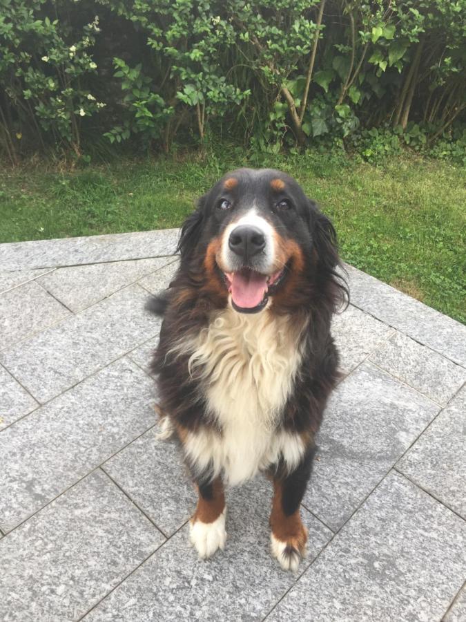 B&B Il Tempo Del Sogno Con Cani E Gatti Pet&Breakfast Baveno Exterior foto