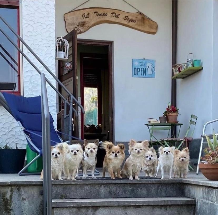 B&B Il Tempo Del Sogno Con Cani E Gatti Pet&Breakfast Baveno Exterior foto
